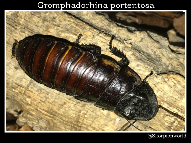 Bild 1 von Gromphadorhina portentosa ''Black''