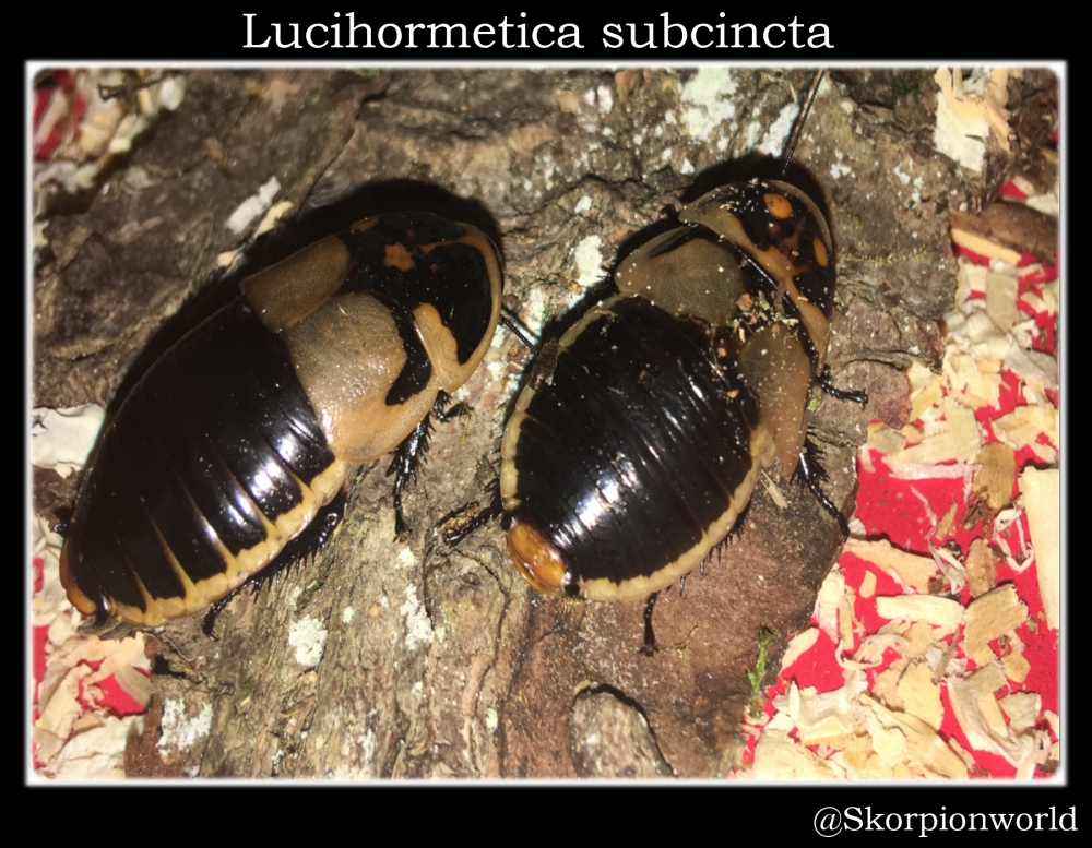 Bild 1 von Lucihormetica subcincta (Leuchtpunktschabe)