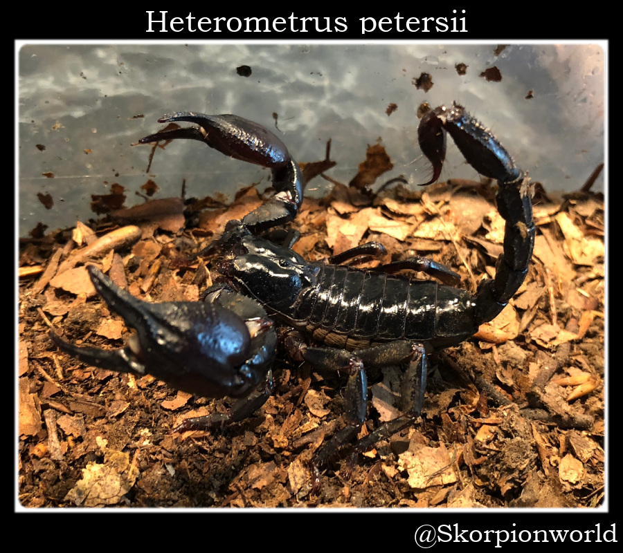 Bild 1 von Heterometrus silenus ( Ex. petersii)