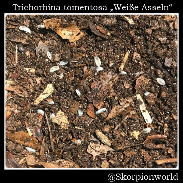 Bild 1 von Trichorhina tomentosa „Weiße Asseln“