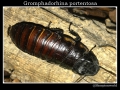 Gromphadorhina portentosa ''Black''