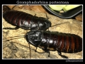 Bild 2 von Gromphadorhina portentosa ''Black''
