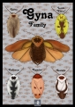 Schaben - Poster Gyna