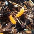 Yuukianura aphoruroides “Orangener Springschwanz”